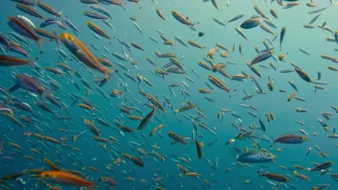A vibrant school of silver and orange fish swim in a clear blue ocean. Stock Footage 301032812