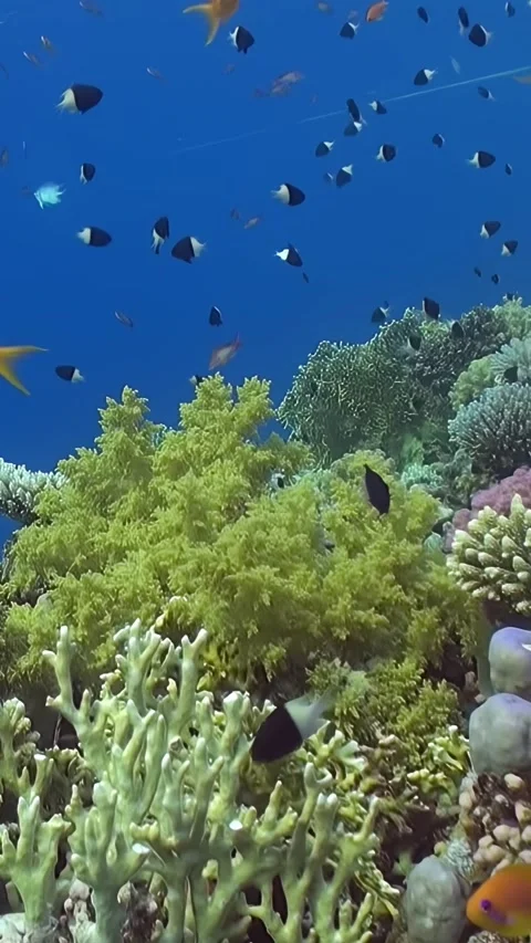 Vibrant Schools of Fish Dancing Among Corals in the Red Sea Video stock 282615789