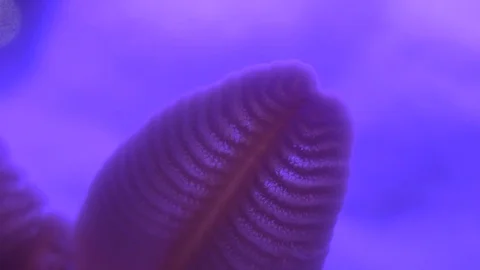 Vibrant Sea Anemone Stock Footage 82910902