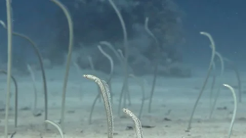 Vibrant sea sand eels thrive on the Red Sea seabed Stock Footage 298373330