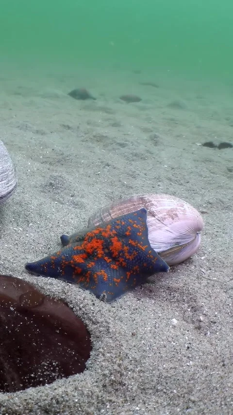 Vibrant Sea Star Rests Upon a Shell in the Sea of Japan's Realm Stock Footage 340438043