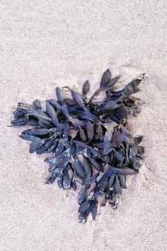 Vibrant seaweed forms intricate patterns on a sandy beach, showcasing the bea Foto stock