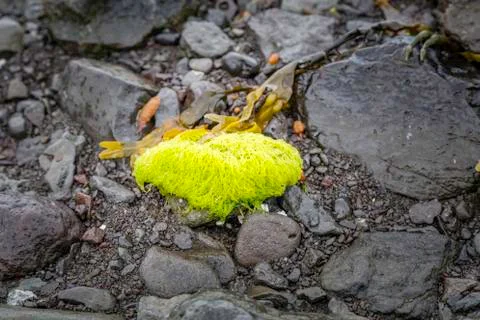Vibrant Seaweed 写真素材