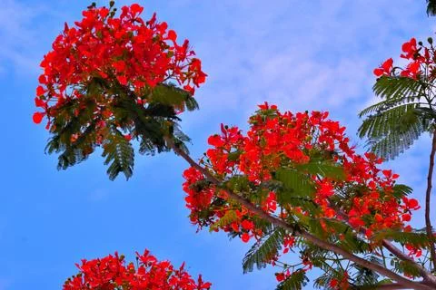 A vibrant series of low-angle shots featuring the Royal Poinciana Stock Photos