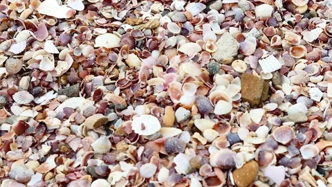Vibrant Shells and Pebbles Close-Up Stock Footage 306288654