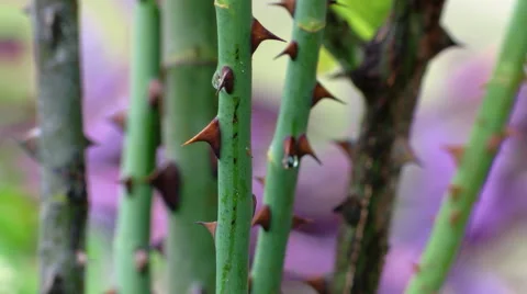Vibrant shot of rose thorns, rack focus Stock Footage 56145202