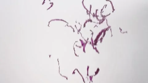 Vibrant Shredded Purple Cabbage Red Slaw Taco Raining Slow Motion White Stock Footage 336224025
