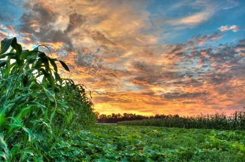 Vibrant sky over pumpkin patch Stock Photos