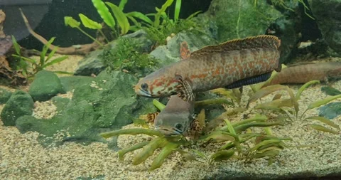 Vibrant snakehead fish swims through a planted aquarium Vídeos de archivo 335047094