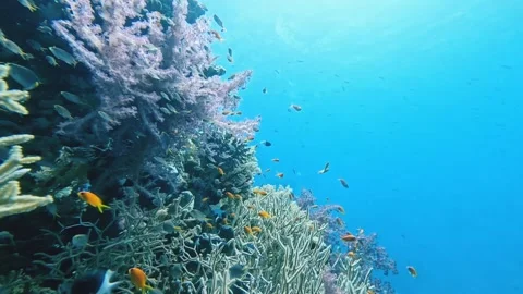 Vibrant Soft Corals and Anthias Fish in Ras Mohammed Vídeos de archivo 329721023