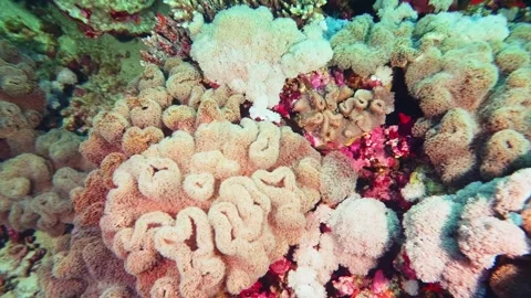 Vibrant Soft Corals Pulsating on a Tropical Reef Stock Footage 316580076