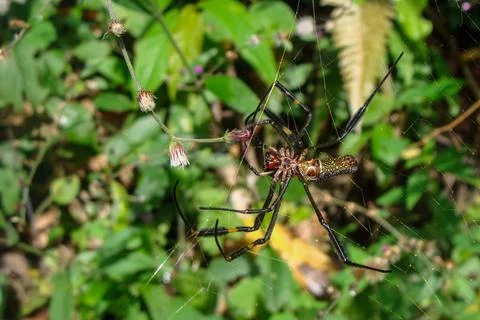 Vibrant spider building web Stock Photos