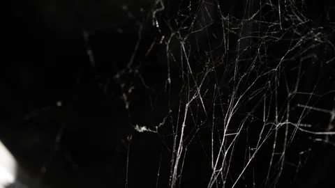 Vibrant spider threads against a black background. Stock Footage 314679860