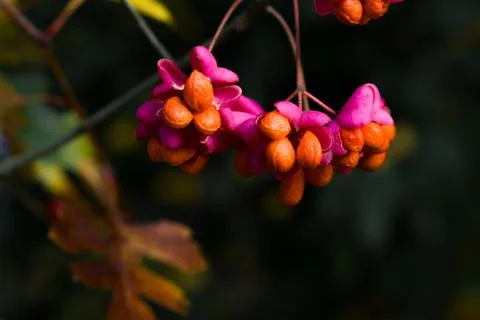 Vibrant spindle tree fruit — pink pods with orange seeds Stock Photos