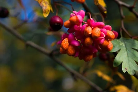Vibrant spindle tree fruit — pink pods with orange seeds Stock Photos