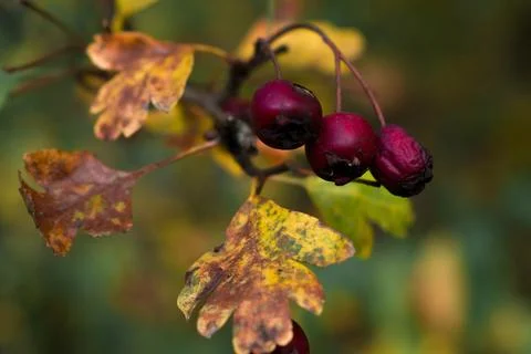 Vibrant spindle tree fruit — pink pods with orange seeds Stock Photos