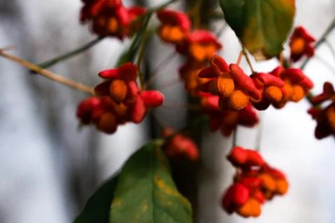 Vibrant spindle tree fruit — pink pods with orange seeds Stock Photos