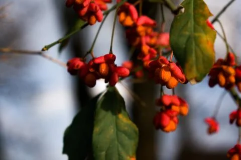 Vibrant spindle tree fruit — pink pods with orange seeds Foto stock