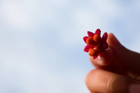 Vibrant spindle tree fruit — pink pods with orange seeds Foto stock