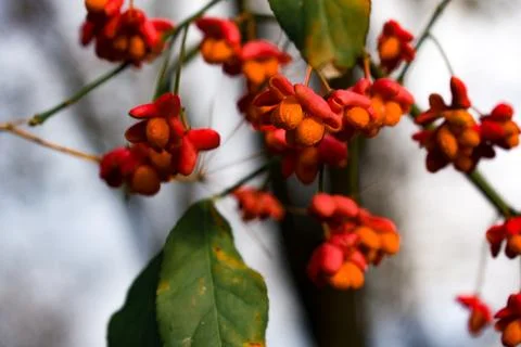 Vibrant spindle tree fruit — pink pods with orange seeds Stock Photos