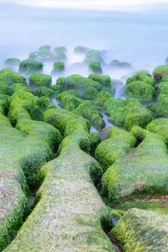 Vibrant Spring Algae Reef at Laomei Green Reef in Shimen, Taiwan. Stock Photos