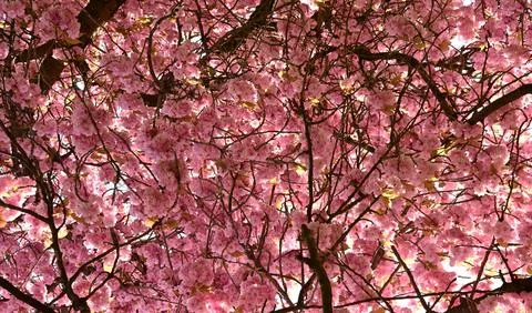 Vibrant spring background featuring a dense canopy of pink cherry blossom branch Stock Photos