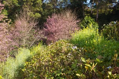 A vibrant spring blossoms of cherry tree and green plant in Bann Pang Khon,.. Foto stock