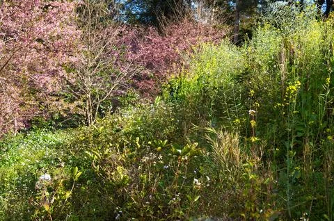 A vibrant spring blossoms of cherry tree and green plant in Bann Pang Khon,.. Foto stock