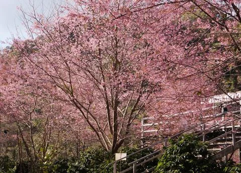 A vibrant spring blossoms of cherry tree and green plant in Bann Pang Khon,.. Foto stock