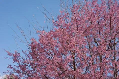 A vibrant spring blossoms of cherry tree and green plant in Bann Pang Khon,.. Stock Photos