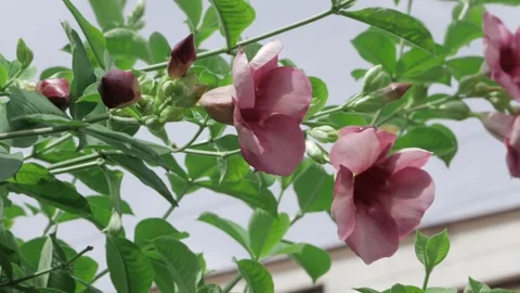 Vibrant Spring Blossoms  A Closeup Look at Natures Artistry Stock Footage 324000089