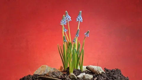 Vibrant Spring Blue Grape Hyacinths Blooming Against a orange Background Stock Footage 306784173