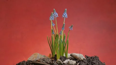 Vibrant Spring Blue Grape Hyacinths Blooming Against a orange Background Stockbeeldmateriaal 306795800