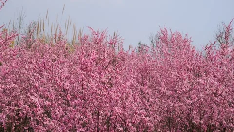 Vibrant Spring Cherry Blossom Forest in Full Bloom Under Clear Blue Sky Stock Footage 342222434