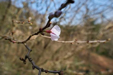 Vibrant Spring Cherry Blossoms: Close-Up Blooming Branch Against Clear Blue Sky. 스톡 사진