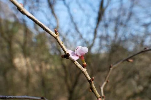 Vibrant Spring Cherry Blossoms: Close-Up Blooming Branch Against Clear Blue Sky. Stock Photos