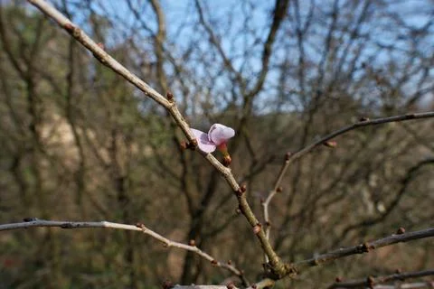 Vibrant Spring Cherry Blossoms: Close-Up Blooming Branch Against Clear Blue Sky. Foto stock