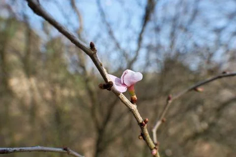 Vibrant Spring Cherry Blossoms: Close-Up Blooming Branch Against Clear Blue Sky. Stock-Fotos