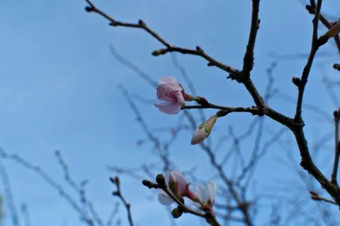 Vibrant Spring Cherry Blossoms: Close-Up Blooming Branch Against Clear Blue Sky. Stock Photos