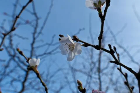 Vibrant Spring Cherry Blossoms: Close-Up Blooming Branch Against Clear Blue Sky. Stock Photos