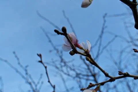 Vibrant Spring Cherry Blossoms: Close-Up Blooming Branch Against Clear Blue Sky. Stock Photos