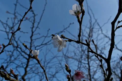 Vibrant Spring Cherry Blossoms: Close-Up Blooming Branch Against Clear Blue Sky. Stock Photos