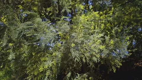 Vibrant Spring: Close-Up of Yellow Blossoms and Green Foliage Stock Footage 266837856