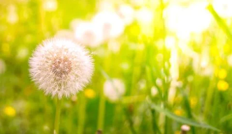 Vibrant spring field Stock Photos