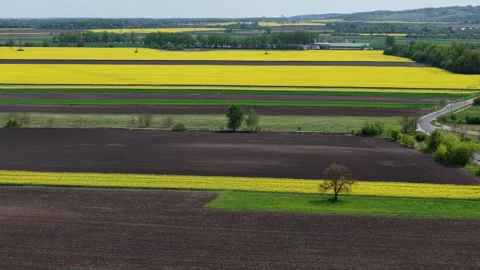 Vibrant spring fields stretch across the countryside, bright yellow rapeseed Vídeos de archivo 334312794