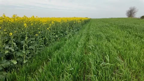 Vibrant Spring Fields under Clouds Stock Footage 306912642