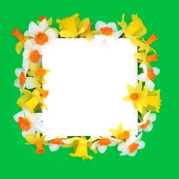 Vibrant Spring Flower Border with Daffodil Flowers in Bloom Stock Photos