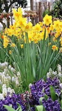 Vibrant spring flowers at Centennial Park Conservatory Toronto, Canada Stock Photos