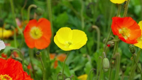 Vibrant Spring Flowers in Full Bloom Stock Footage 312450823