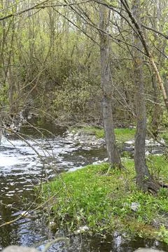 Vibrant spring forest features rushing water stream and lush foliage. Stock Photos